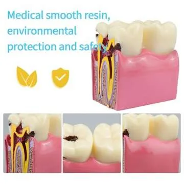 Realistic Dental Anatomy Model for Learning