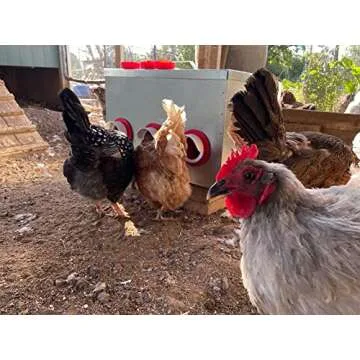 RentACoop 65lb 6-Port Metal Chicken Feeder for Poultry