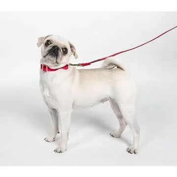 Kate Spade New York Cute Dog Collar, Gold Metal Buckle Dog Collar, 11.5" to 15" Adjustable Dog Collar for Female or Male Dogs, Stylish Dog Collar for Small and Medium Breeds (Red and Pink)