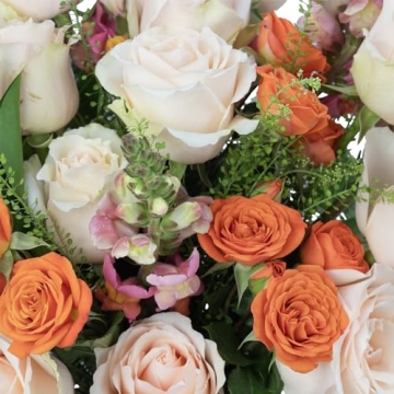 Extra Large Premium Fresh Orange Peach Roses Delivery