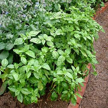 Sweet Basil Live Herb Plants - Flavorful 4 Pack