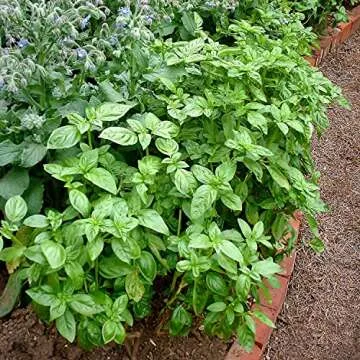 Sweet Basil Live Herb Plants - Flavorful 4 Pack