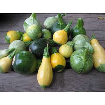 50 Zucchini and Squash Seeds Mix Non-GMO Variety Pack
