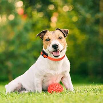 Educator Contact Points for Remote Dog Training Collars