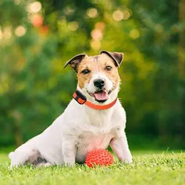 Educator Contact Points for Remote Dog Training Collars