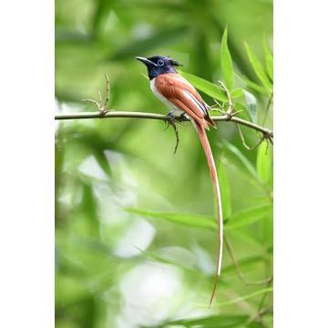 Nikon NIKKOR Z 600mm f6.3 VR S Lens for Wildlife Photography