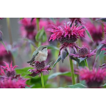 Nikon NIKKOR Z 600mm f6.3 VR S Lens for Wildlife Photography