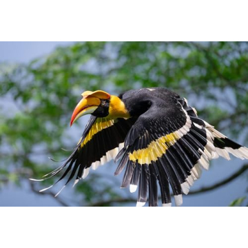 Nikon NIKKOR Z 600mm f6.3 VR S Lens for Wildlife Photography