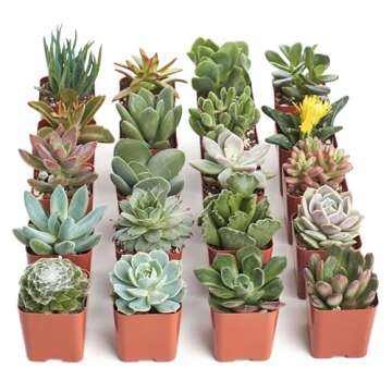 Shop Succulents Unique Succulent Plant Pack Bulk Collection - Live Mini Succulent Plants, Low Mainte...