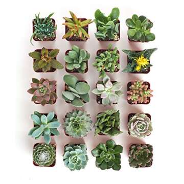 Shop Succulents Unique Succulent Plant Pack Bulk Collection - Live Mini Succulent Plants, Low Maintenance, Exceptional Colors & Textures - Wedding and Party Favors, Gift & Garden, Pack of 20
