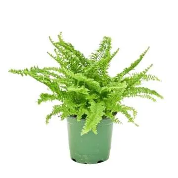 Rooted Boston Fern Compacta, Nephrolepis Exaltata Bostoniensis Compacta, Live Indoor, Home Decor, Ea...
