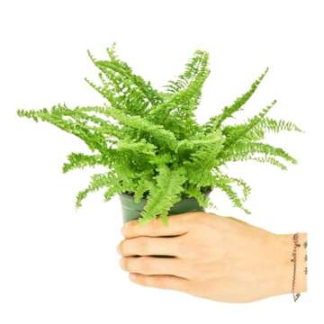 Rooted Boston Fern Compacta, Nephrolepis Exaltata Bostoniensis Compacta, Live Indoor, Home Decor, Easy to Grow, Easy to Care, and Low Maintenance Houseplant (4")