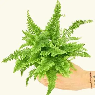 Rooted Boston Fern Compacta, Nephrolepis Exaltata Bostoniensis Compacta, Live Indoor, Home Decor, Easy to Grow, Easy to Care, and Low Maintenance Houseplant (4")