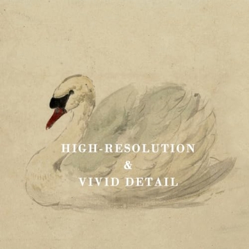 Vintage Swan Canvas Prints for Aesthetic Home Decor