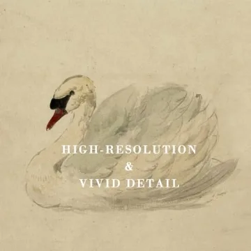 Vintage Swan Canvas Prints for Aesthetic Home Decor