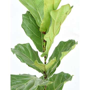 Fiddle Leaf Fig Slow-Release Fertilizer by Perfect Plants - Resealable 5oz. Bag - Consistent Nutrient Enrichment - for Indoor and Outdoor Use on All Ficus Varieties