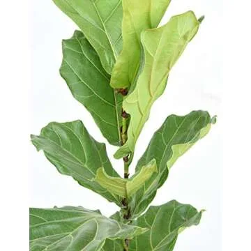 Fiddle Leaf Fig Slow-Release Fertilizer - Perfect Plants