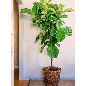 Fiddle Leaf Fig Slow-Release Fertilizer by Perfect Plants - Resealable 5oz. Bag - Consistent Nutrient Enrichment - for Indoor and Outdoor Use on All Ficus Varieties