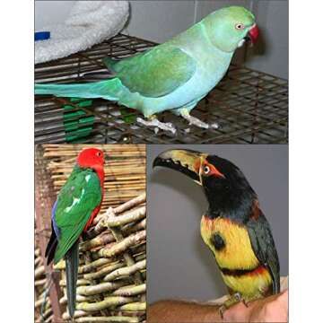 The AVIATOR Pet Bird Harness and Leash: X-Small Black