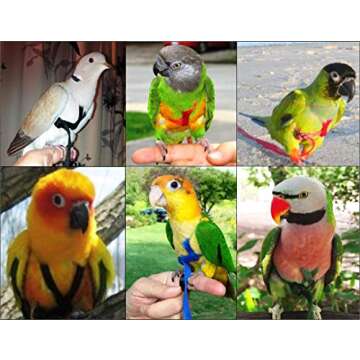 The AVIATOR Pet Bird Harness and Leash: X-Small Black