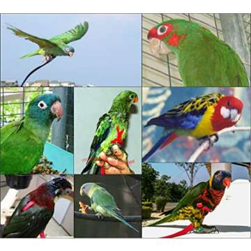 The AVIATOR Pet Bird Harness and Leash: X-Small Black