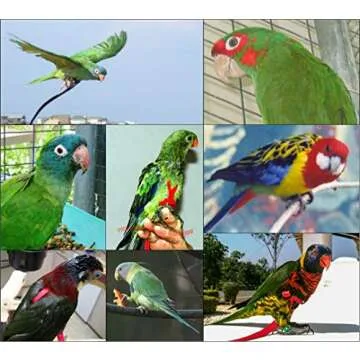 The AVIATOR Pet Bird Harness and Leash: X-Small Black