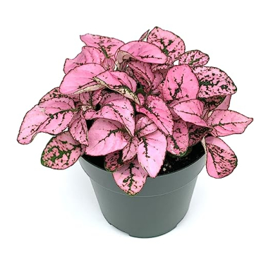 Hypoestes Pink Splash Live Potted House Plants Air Purifying in 2 In Pot