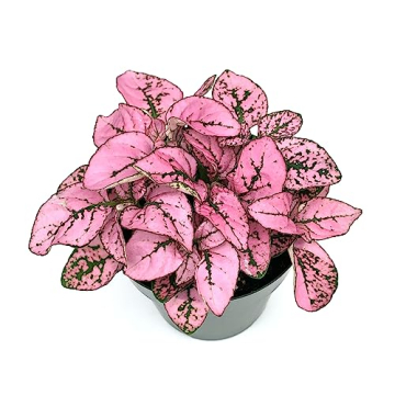 Hypoestes Pink Splash Air Purifying House Plant Gift