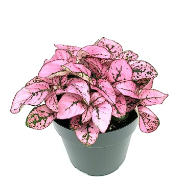 Hypoestes Pink Splash Air Purifying House Plant Gift