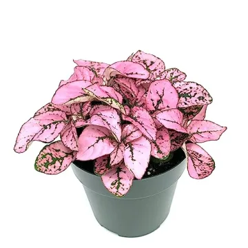 Hypoestes Pink Splash Air Purifying House Plant Gift