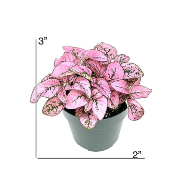 Hypoestes Pink Splash Air Purifying House Plant Gift