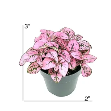 Hypoestes Pink Splash Air Purifying House Plant Gift