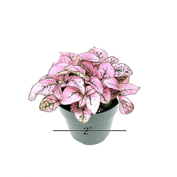 Hypoestes Pink Splash Air Purifying House Plant Gift
