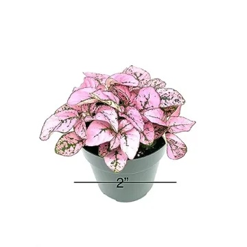 Hypoestes Pink Splash Air Purifying House Plant Gift