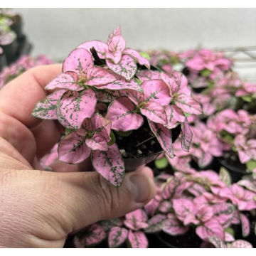 Hypoestes Pink Splash Air Purifying House Plant Gift