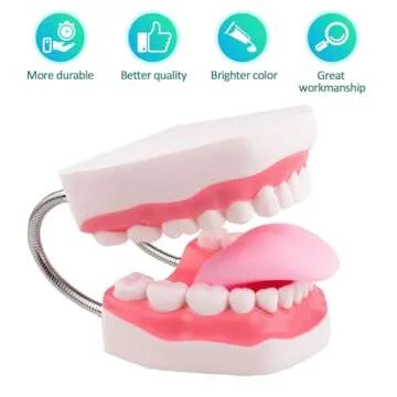 Ultrassist Mouth Model Metal Hinge for Speech Therapy, Ideal Brushing Teaching Dental Teeth Model fo...