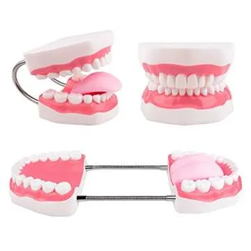 Ultrassist Mouth Model Metal Hinge for Speech Therapy, Ideal Brushing Teaching Dental Teeth Model for Kids and Children, 6 Times Enlarge, Includes Toothbrush