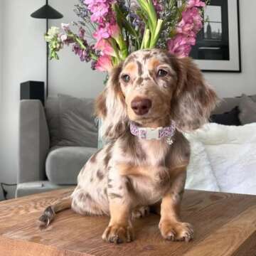 Maca Bates Pink Leopard Dog Collar Cow Print Puppy Collars Durable Comfortable Adjustable Birthday G...