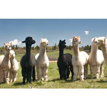 WARRIOR ALPACA SOCKS - Ribbed Casual Everyday Alpaca Wool Crew Socks For Men And Women (Purple Medium)