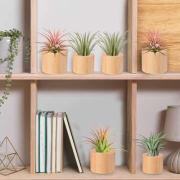 Set of 6 Wood Air Plant Holder- 2 Sizes Rustic Style Air Plant Stands Indoor Decorative Air Plants Display Containers Table Centerpiece for Home Office Tabletop Decor Supplies Gifts(Internal Dia 1.2" & 1.4")