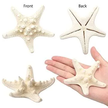 Natural 12 PCS Starfish Decor for Crafts and Weddings