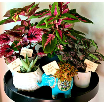 Funny Plant Markers Set - Unique Garden Gifts for Plant Lovers