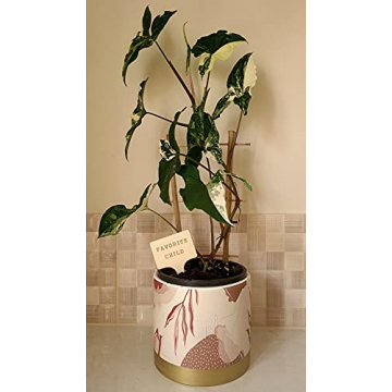 Funny Plant Markers Set - Unique Garden Gifts for Plant Lovers