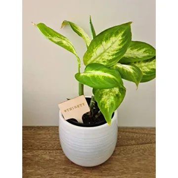 Funny Plant Markers Set - Unique Garden Gifts for Plant Lovers