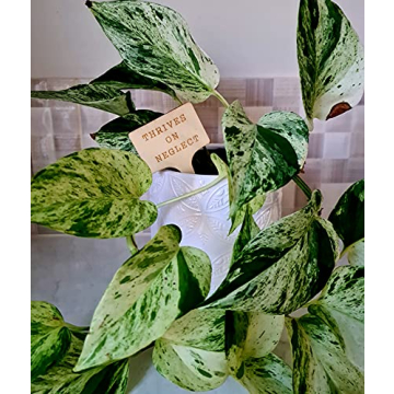 Funny Plant Markers Set - Unique Garden Gifts for Plant Lovers