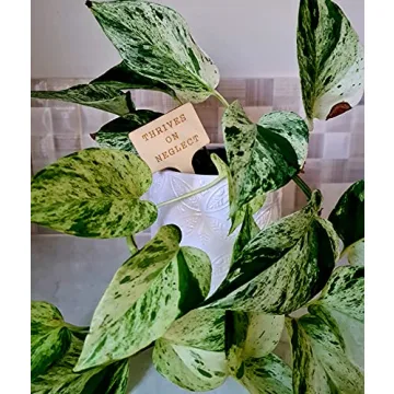 Funny Plant Markers Set - Unique Garden Gifts for Plant Lovers