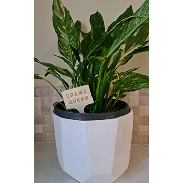 Funny Plant Markers Set - Unique Garden Gifts for Plant Lovers