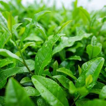 ECO Amenities 150-Piece Travel Kit - Shampoo, Soap & Conditioner