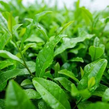 ECO Amenities 150-Piece Travel Kit - Shampoo, Soap & Conditioner