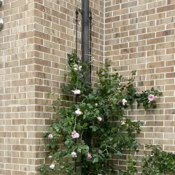 Thealyn Garden Trellis 2 Pack 72'' H x 12'' W Metal Plant Trellis Indoor/Outdoor Metal Garden Trellis Plant Trellis for Potted Plants Climbing Houseplants Flowers